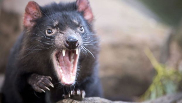 Port Arthur and Tasmanian Devil - Full-Day Tour - Photo 5