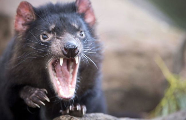 Port Arthur et le Diable de Tasmanie - Excursion d'une Journée - Photo 5