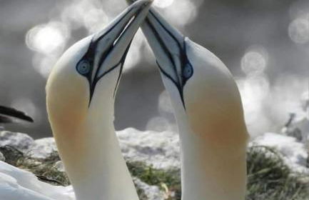 Trinket - The Cliff Top Cottage - Foto 24