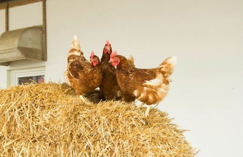 Ferienwohnung Murg Niederhof - Foto 22