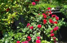 Villa Kozljak, for 10 people, pool - Foto 12