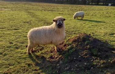 Under the Stars Shepherds Huts at Harbors Lake - Photo 25