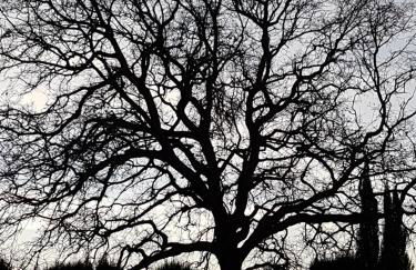 Quinta da Bizelga Cottages - Foto 55