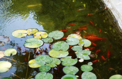 Giannakis' Filoxenia - Foto 34