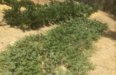 Agriturismo Cerquatonda - Foto 25