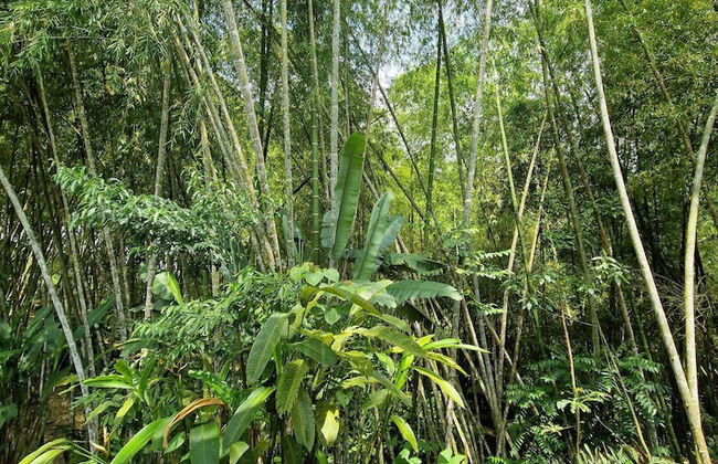 Bhutan Filandia - Photo 24