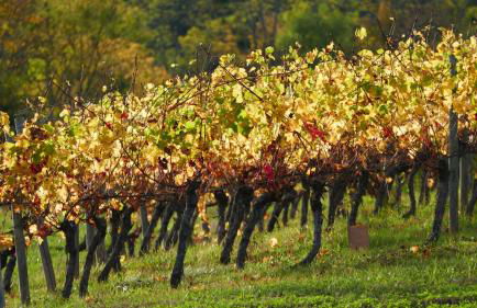 Le nid de Sitelle, appartement, piscine et sauna - Foto 13