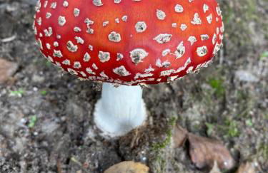 Hotel AV Apartamentos Lobios - Foto 63