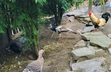 Koperkowe Rancho Beskid Wyspowy Domek Małopolskie KAMIONNA - Foto 70