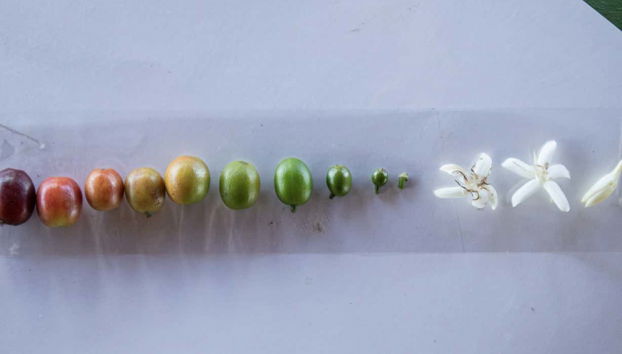 Processamento de grãos de café