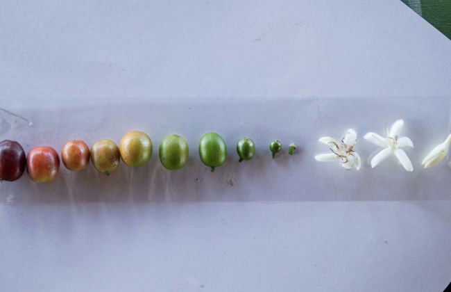 Tour do café por Jericó - Foto 5