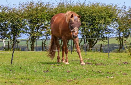 Dairy Cottage - Foto 29