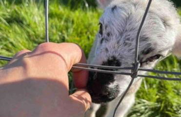 Nestledstays- Sunbeam - Foto 15