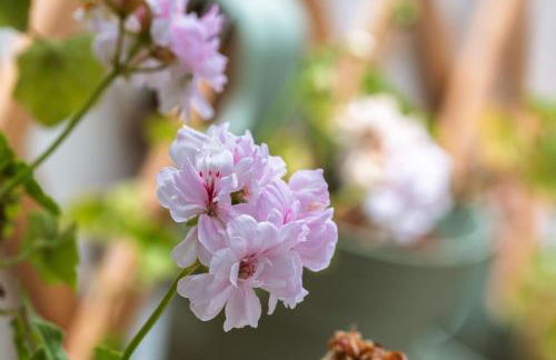 Casa Nª Srª das Graças - Foto 65