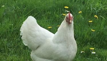 Kunst & Wohnen auf dem Bauernhof - Foto 3