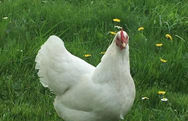 Kunst & Wohnen auf dem Bauernhof - Foto 3