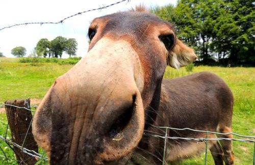 La Séliniére ! - Foto 20