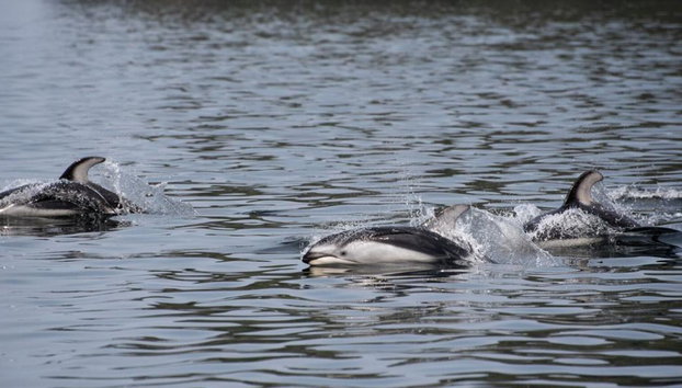 6 Hour Whale and Wildlife Boat Tour - Foto 4