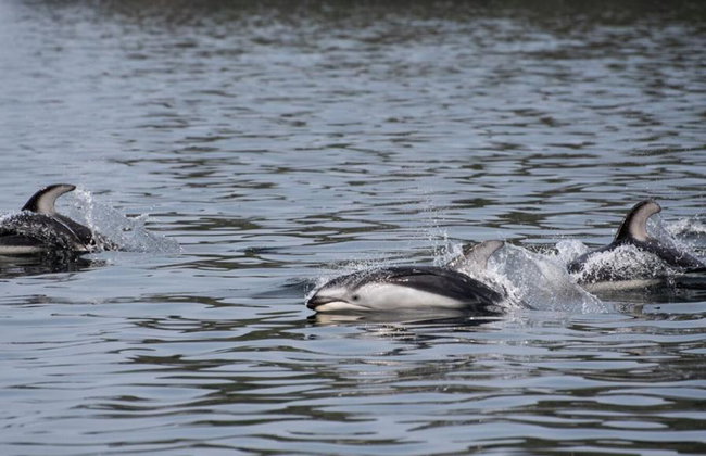 6 Hour Whale and Wildlife Boat Tour - Foto 4