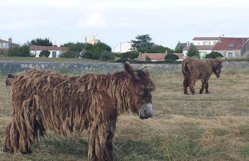 La Virginie - Suite Ile'Ô - Foto 32
