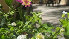 Al Civico 365 - Foto 3, Garden view