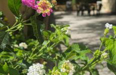 Al Civico 365 - Foto 3