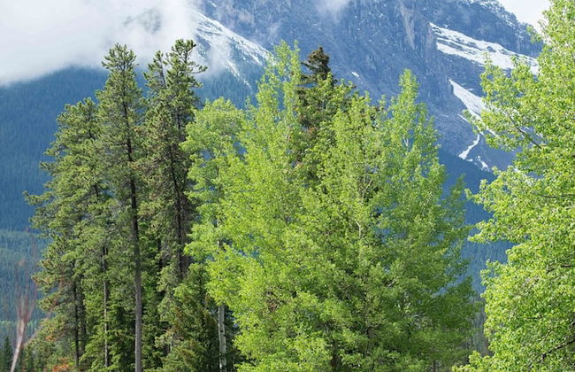 Banff Gate Mountain Resort - Foto 20