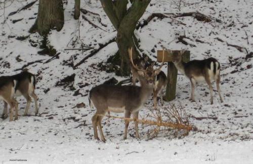 HuizeFrankenau - Foto 42
