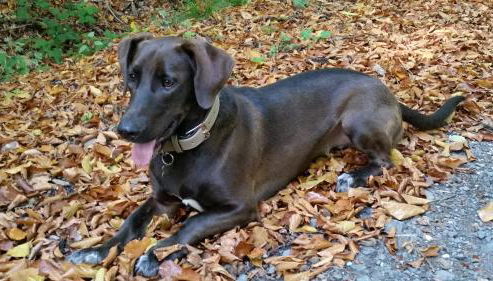 Ferienwohnung Rucksack-Bimbes - Foto 4
