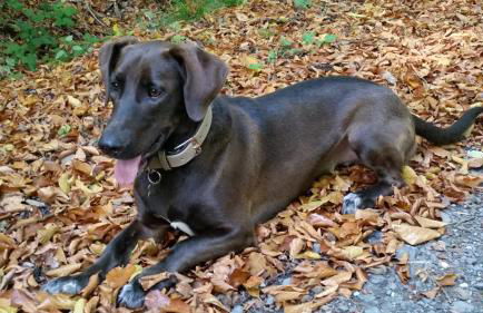 Ferienwohnung Rucksack-Bimbes - Foto 4