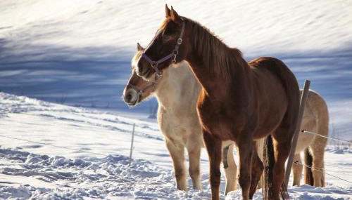 Ferienhof Gerda - Foto 5