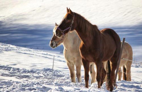 Ferienhof Gerda - Foto 5
