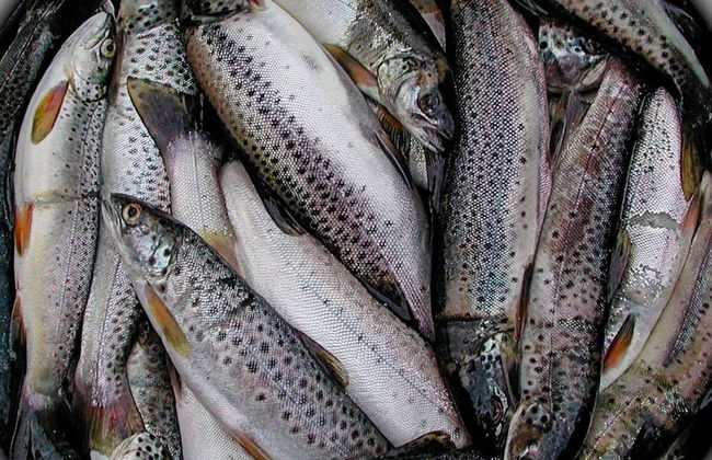 8 Person Holiday Home in Skei i Jolster - Foto 22