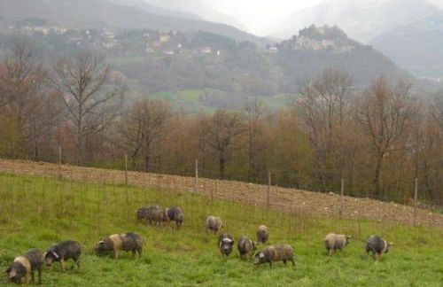 Agriturismo Terra di Michelangelo - Foto 41