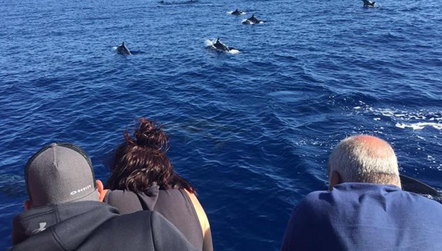 Whale Watching - Boat Tour - Foto 2