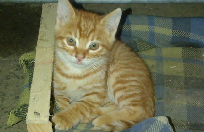 Agriturismo Bonello - Photo 52