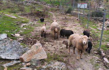 Tapada das Carvalhas - Foto 6