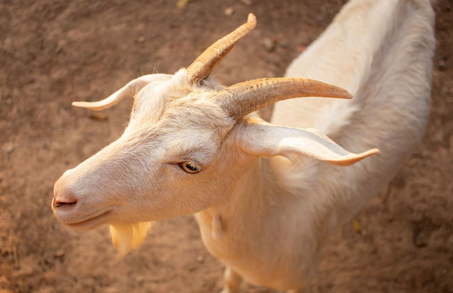 Hotel Fazenda Estancia Torre De Pedra - Foto 50