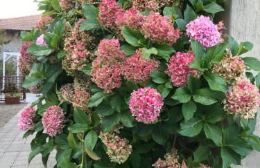 Casa Ortensia - Foto 1