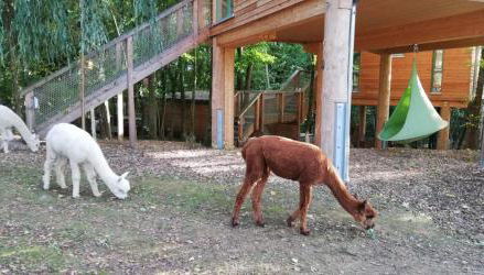 MainBaumhaus - Foto 5