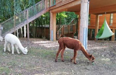 MainBaumhaus - Foto 5