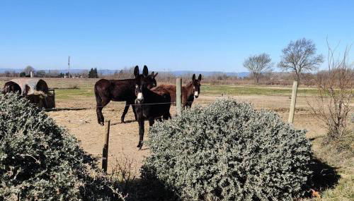 Au cœur de la Nature - Foto 5