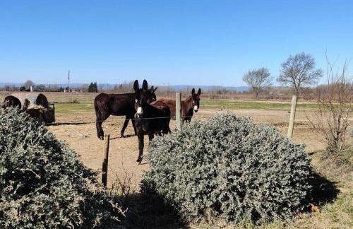 Au cœur de la Nature - Foto 5