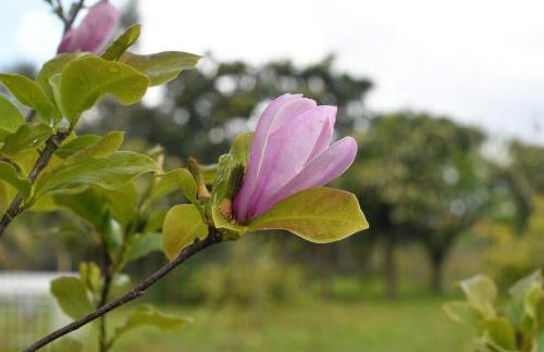 Casa do Avô Ezequiel - Foto 36
