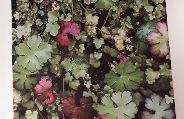 Sheena's Dartmouth Chalets - Foto 32