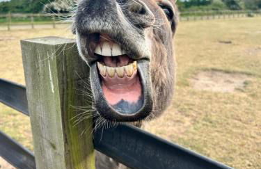 Whispering Pines - Foto 29