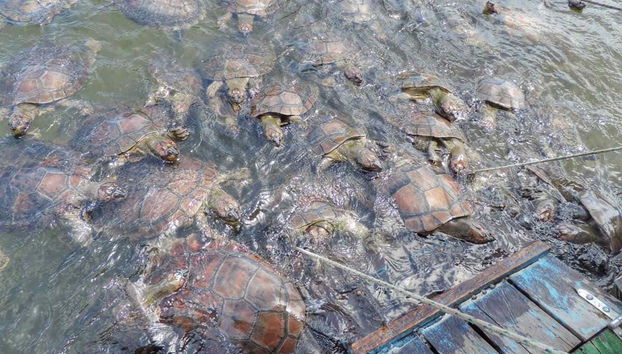 Turtles in the Coroca river community