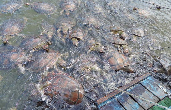 Arapiuns River Communities Tour - Photo 4