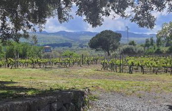 La finestra sul vigneto - Foto 3