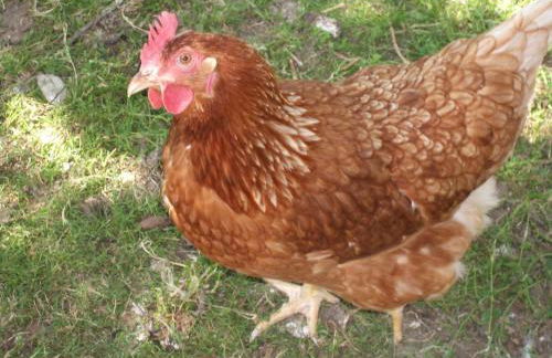 Ferienhof Ott im Rothenburger Land - Foto 27